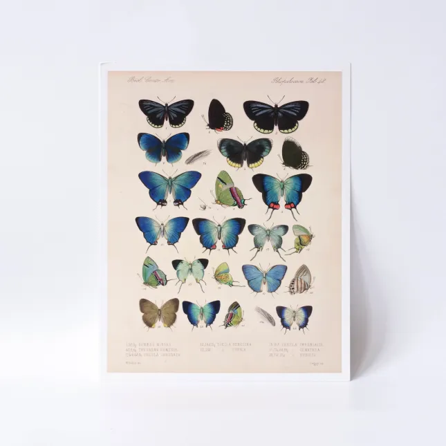 Gallery Print (plain backing board). Flat print 355x280mm