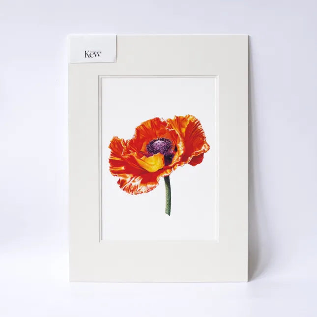 Print, Mounted, 24x16 